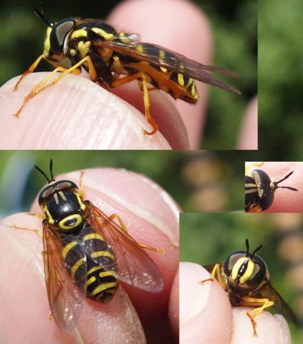 Réf. 231 646 : Chrysotoxum elegans